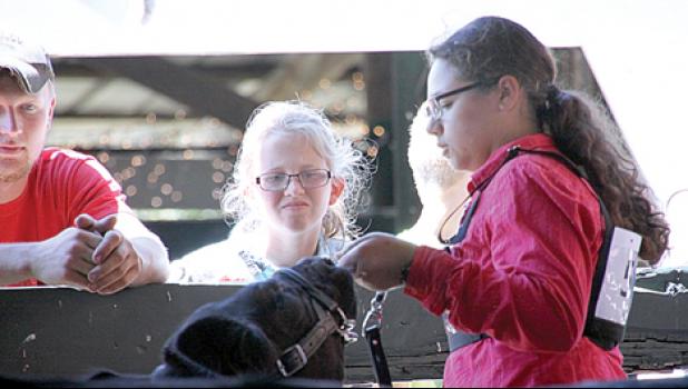 Staff photo by Byron Higgin. Zahndra Bordewyk showed her calf to spectators at the Beef Show at the Yellow Medicine County Fair on Friday.