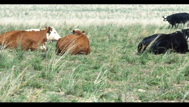 Special photo. The USDA Farm Service Agency (FSA) has authorized emergency grazing use of Conservation Reserve Program (CRP) acres for Lyon, Murray, Yellow Medicine, Cottonwood, Jackson and Nobles Counties.