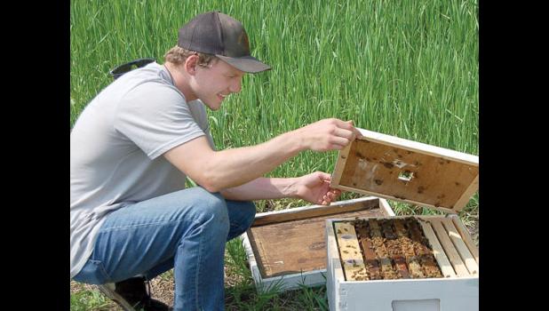 Staff photo Scott Thoma. Charlie Pesch opens the lid of one of the hives.