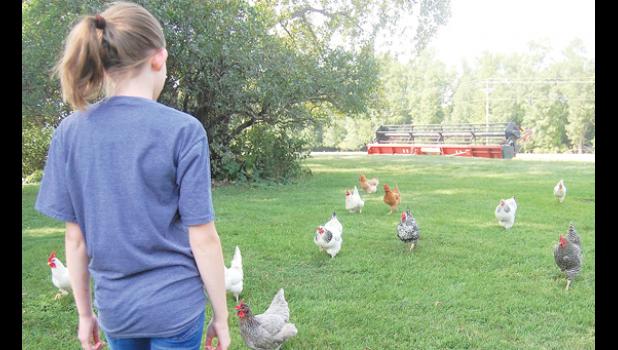 Mascot photo by Scott Thoma. Soon after Kelly Myhre calls her chickens, all 13 come running toward her.