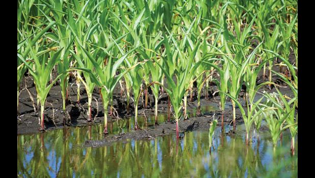 Photo for the Mascot by Sue Jacobson. Area corn fields, many of which will survive, also got an extra dose of standing water.