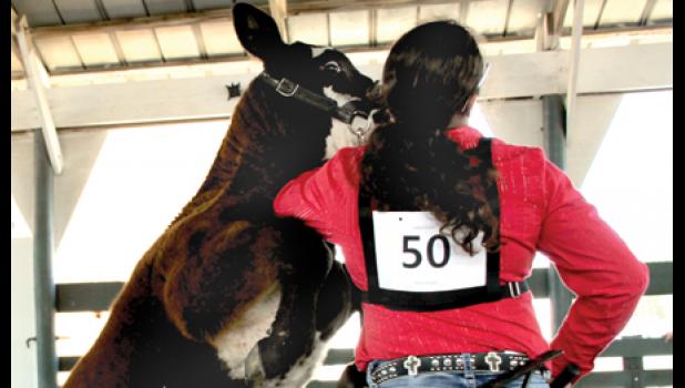 Staff Photo by Byron Higgin. Controlling your animal is part of the test. When Zahndra Bordewyk’s calf rose up, she brought it back down again.