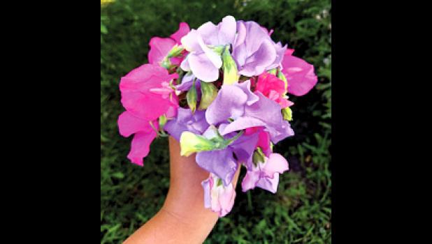 Special photo. Sweet peas held by Schreiber for everyone to see.
