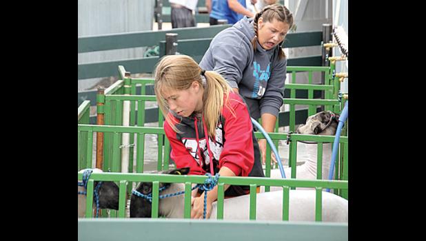 Staff Photo by Byron Higgin. 4-H girls were busy washing their sheep to prepare to show.
