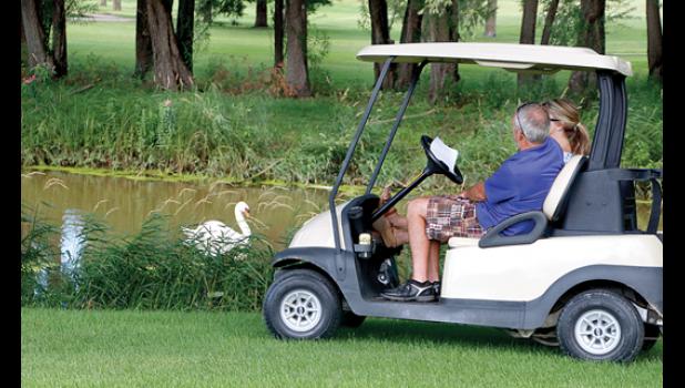 File Photo by Byron Higgin. Countryside Golf Course is not just another community golf facility. It is unique. These golfers paused long enough to watch one of the swans in the water. Swans make Countryside their permanent home. This is a beautiful course that enhances the community.