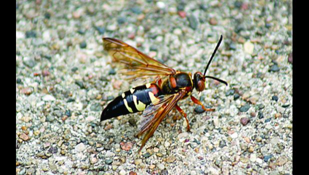 Photo for the Mascot by Sue Jacobson. The Ground Wasp can be a pesky character.