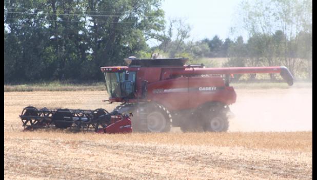 Mascot photo by Scott Thoma David Buysse harvests his navy beans northeast of Minneota under sunny skies on Friday afternoon.