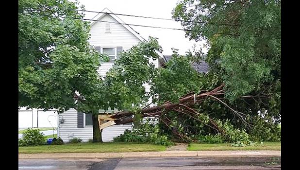 Contributed photo. The storm toppled this tree and damaged the gutters and some shingles of the LeRoy and Audrey Kack home in St. Leo.