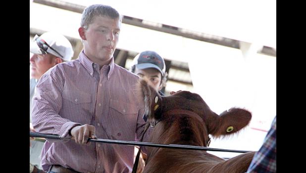 Staff Photo by Byron Higgin. Getting a cow ready to show can be a chore.
Gared Moorse helped friend and fellow Viking wrestler Layne Lozinski get his animal ready. “He helps me in Lyon County,” said Moorse. Lozinski showed his heifer during the event.