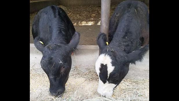 Photo by Brittany Moorse Come meet Lotto & Husker on Saturday!