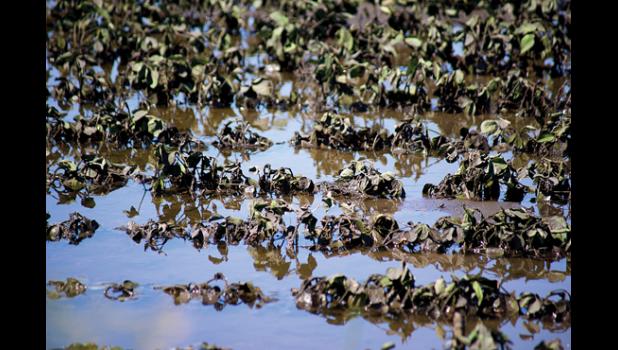 Photo for the Mascot by Sue Jacobson. The soybeans in an area field were covered with mud and soaked in water.