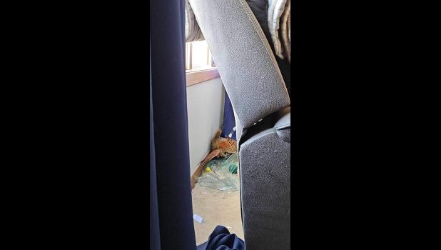 Contributed photo This pheasant crashed through the window of the Tyler and Ashley Hanson home in Minneota recently.