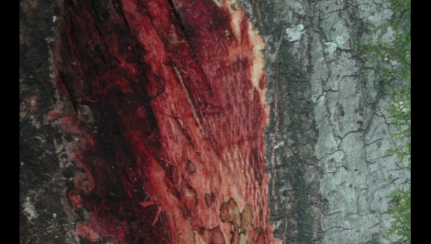 Special photo. In oak trees, Phytophthora ramorum causes a “bleeding” canker in which wood and bark turn reddish brown, and red liquid seeps out from cracks in the bark.