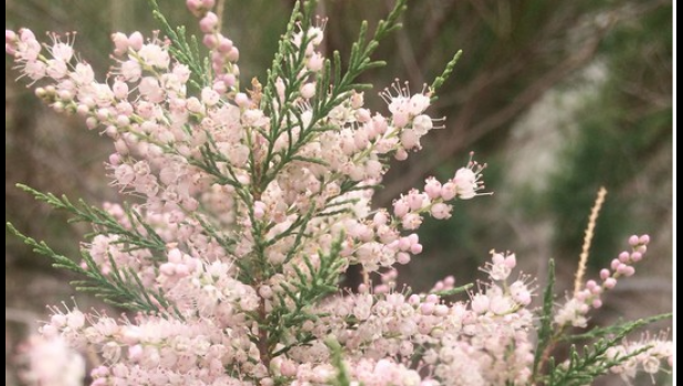 Special photo. A saltcedar infestation.