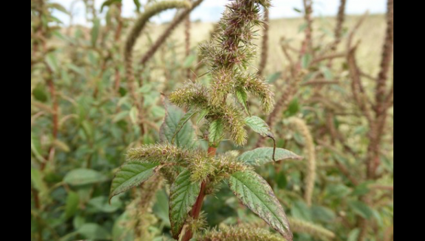 Courtesy of the Minnesota Department of Agriculture. A Palmer amaranth plant.