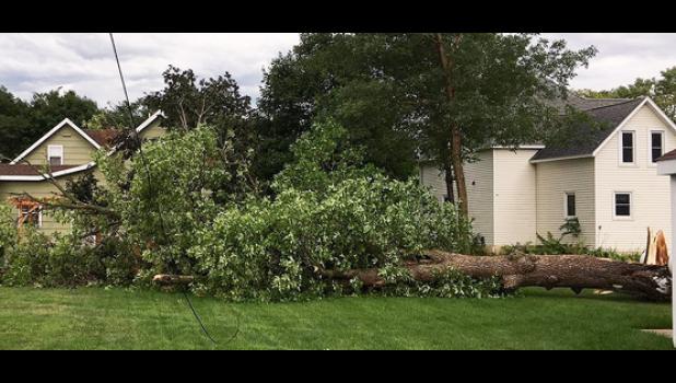 Contributed photo. A Maple tree fell on the Midco line at the home of Josh Sumption in Porter.