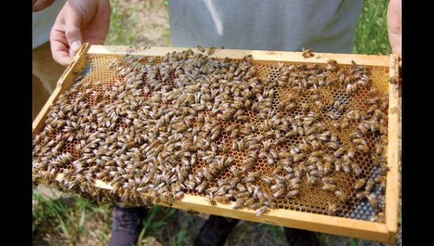 Staff photo Scott Thoma. One of the 10 frames inside a hive. By the middle of summer, as many as 80,000 bees could be inside a hive.
