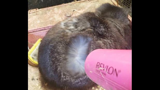 The rabbits have been getting some extra salon treatment in preparation for the Lyon County Fair.