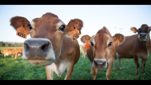Special photo. The AGRI Livestock Investment Grant program is now accepting applications.