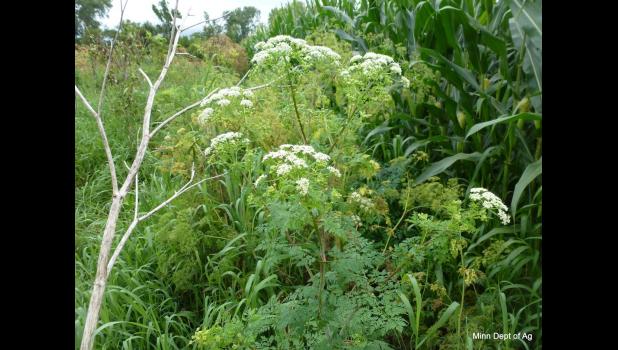 Special photo. A poison hemlock plant in flower.