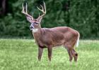 During a special hunt to prevent overpopulation of deer and protect resources on Oct. 26-27, Camden State Park will be closed to all visitors.
 