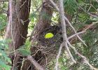 The golf ball hit by Dorie Teigland last week landed in a bird's nest in a tree on hole No. 4. 
