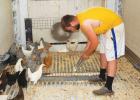 Grady Moorse feeds the chickens inside their new home recently. 