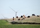 Staff Photo by Byron Higgin. Almost as if they are wild mushrooms blossoming out of the ground, wind turbines have been springing up all over the area southwest of Minneota, down to Arco, Ivanhoe and even Tyler. The mammoth wind project hovered over this group of cattle as they ignored the turbines while searching for grass to eat. These turbines were along County Road 9.
