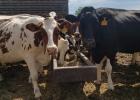 Dairy cows take time out from feeding time to pose for a photo at the Moorse Dairy Farm in Minneota. 