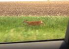 This doe decided to stretch her legs and race me along County Road 10 one afternoon. 