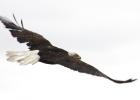 This bald eagle stopped for a breather northeast of Minneota along County Road 10 on Friday afternoon.