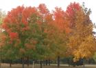 Beautiful fall colors are emerging from the trees in our area as fall gives us a sneak preview of what’s to come.