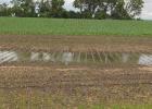 Fields on lower ground northeast and south of Minneota became flooded after several inches of rain fell in parts of the area last week. Farmers were able to get their planting done early this spring following a mild winter and remain optimistic that this will be a productive growing season.