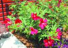 Over 20 stalks, nearly three times more than normal, produced unusually large hibiscus blossoms at the home of Nona Gottskalson this summer. 