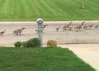 These geese, strolling down the street on the east side of Minneota, might have heard that the annual Duck Races are coming up soon and were on their way to get a good seat to watch. 