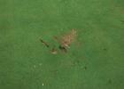 The No.1 green at Countryside Golf Club was damaged in a large area by one or more individuals last week.