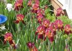 Many irises have begun blooming at the Joanne and David Myrvick home. 