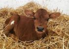 One of my new calves. 