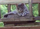 Pearl is lost! Help bring her home. If you see her, please call 507-829-7737.