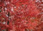 Mother Nature has created quite another scenario, painting the trees bright reds and brilliant yellows. These trees were seen in Minneota this week. It’s a time of year when folks make auto trips to view the colors.