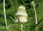  The flowers of cutleaf teasel have distinctive bracts and the stems are prickly.