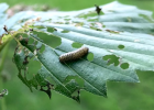 The larvae of the viburnum leaf beetle are yellow to light brown with black spots and dashes on their bodies.