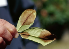 Phytophthora ramorum symptoms on a rhododendron include large, brown blotches on the leaves. 