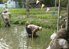 Scarecrows and worker in the rice paddies in Thailand.