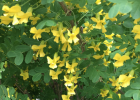 Siberian peashrub flowers, leaves, and bark.