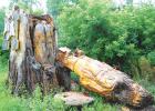 The wooden Viking statue was blown down by the recent storm that hit the Minneota.