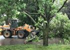 Minneota city workers were quickly cleaning up after Saturday’s storm including this tree that was blocking East Second Street. 