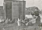 Petra Hoff and her chickens near Minneota, circa 1900. Submitted photo. 