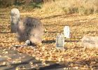 Minneota played host to several events this past Saturday.  Nearly 300 people walked the Haunted Trail in Minneota with one of the stops at a haunted cemetery.