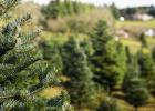 Minnesota Christmas tree growers are hard at work creating hand-crafted wreaths, readying pre-cut trees, and prepping the grounds for cut-your-own.